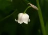 Lily of the valley by Dave Hall