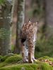 Eurasian Lynx 3 by Dave Hall