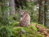 Eurasian Lynx 2. by Dave Hall