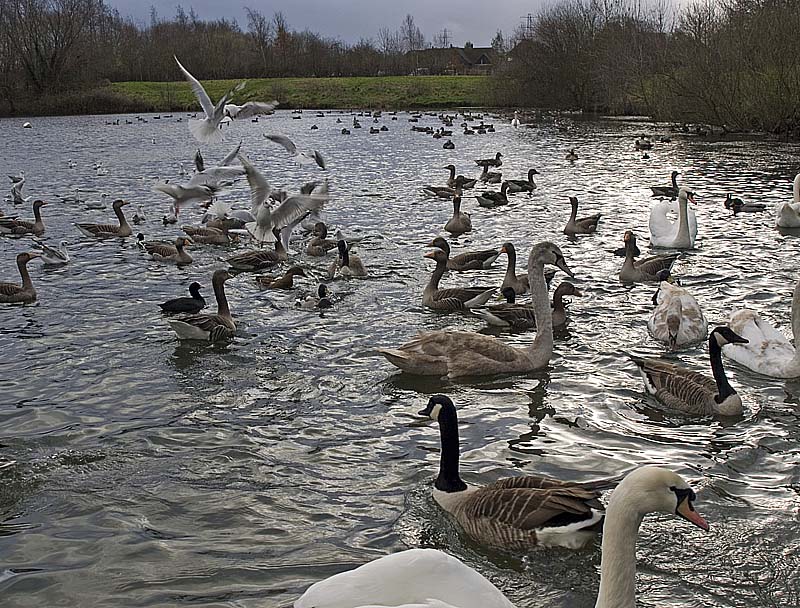 Bird melee