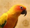 Tica, a Sun Conure.