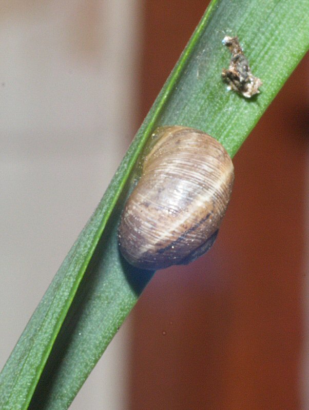 Snail
