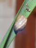 Snail by Dave Hall