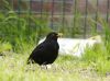 Blackbird (2)