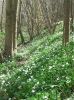Anenome wood. Kent. by Dave Hall