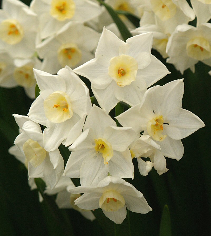 Jonquil