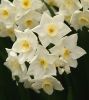Jonquil by Dave Hall