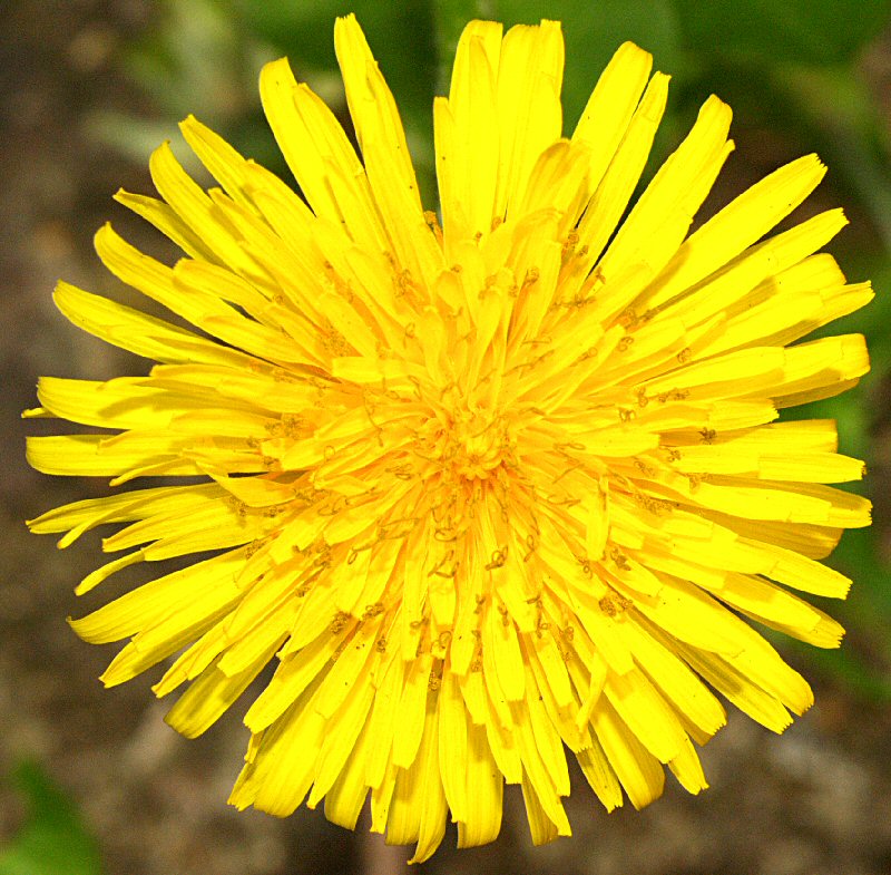 Dandylion