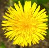 Dandylion by Dave Hall