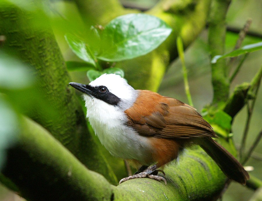 Exotic bird