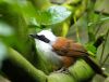 Exotic bird