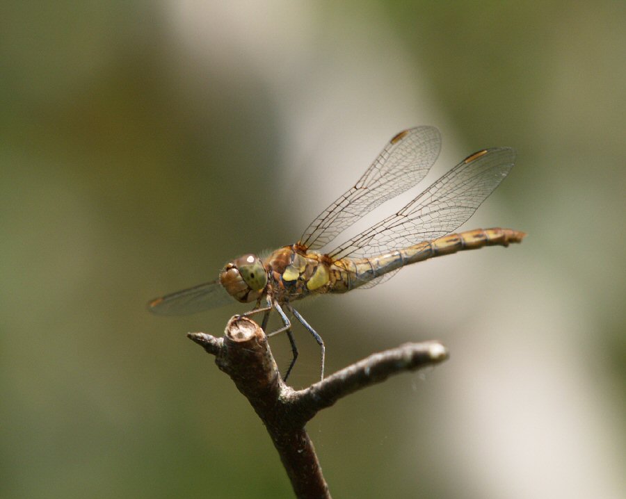 Dragonfly 1