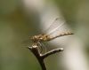 Dragonfly 1