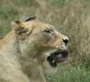 Barbary Lioness. by Dave Hall