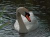Swan.