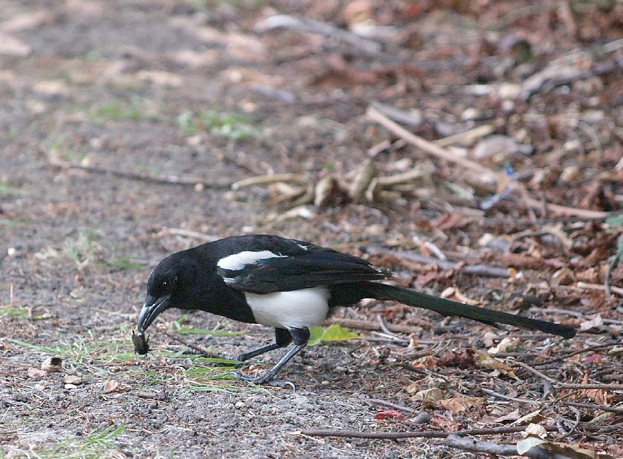Magpie eating beetle.