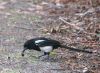 Magpie eating beetle.
