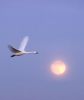 Flying swan.