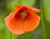 Poppy by Dave Hall
