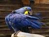 Preening macaw by Dave Hall