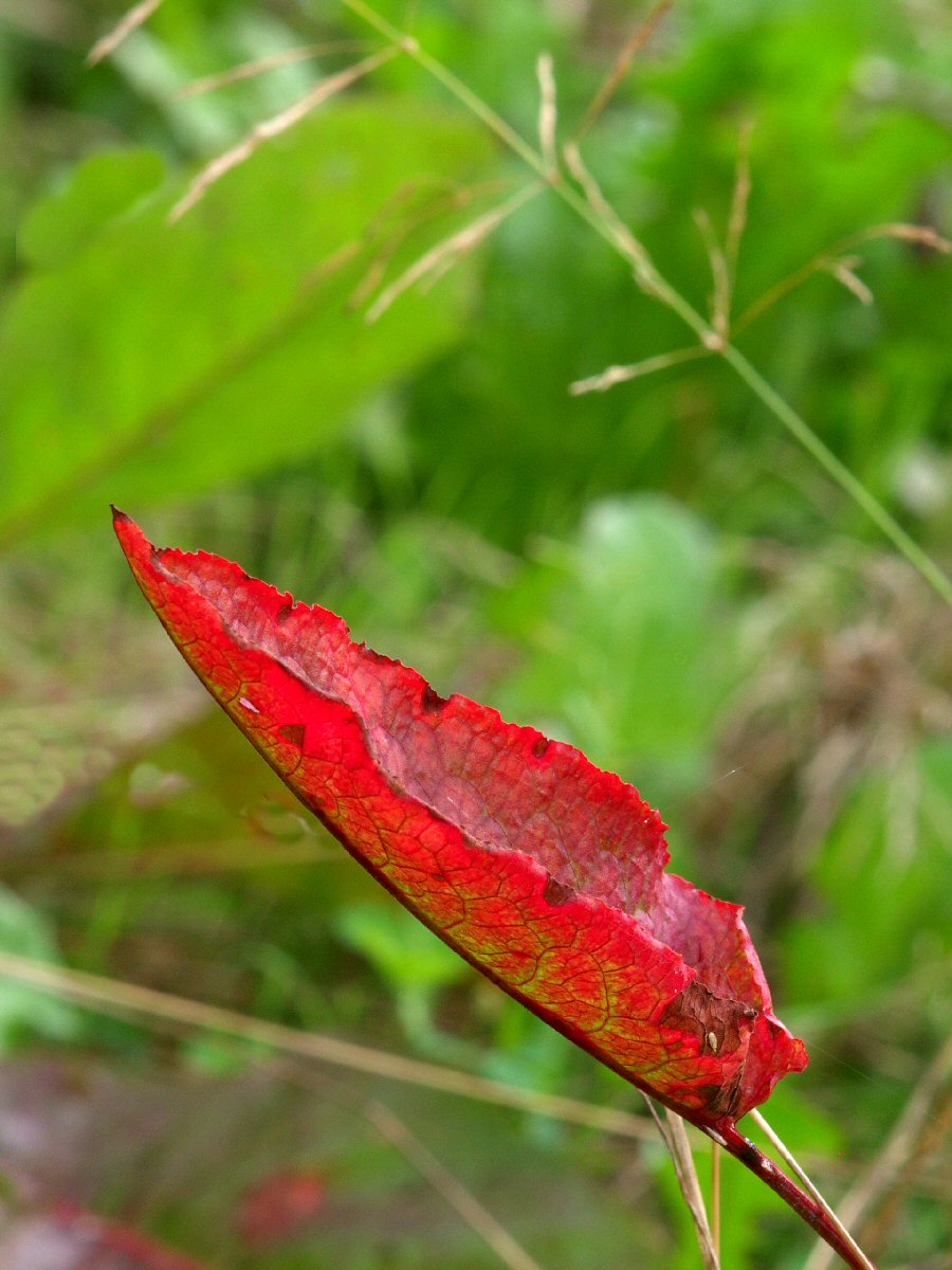 Red Leaf