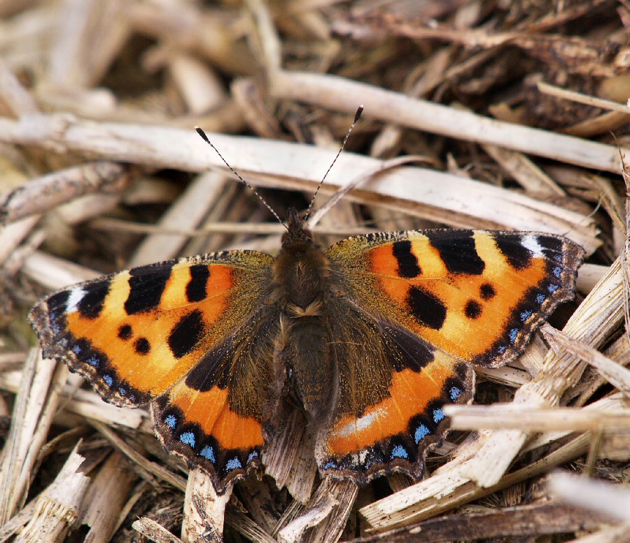 Small Tortoishell.