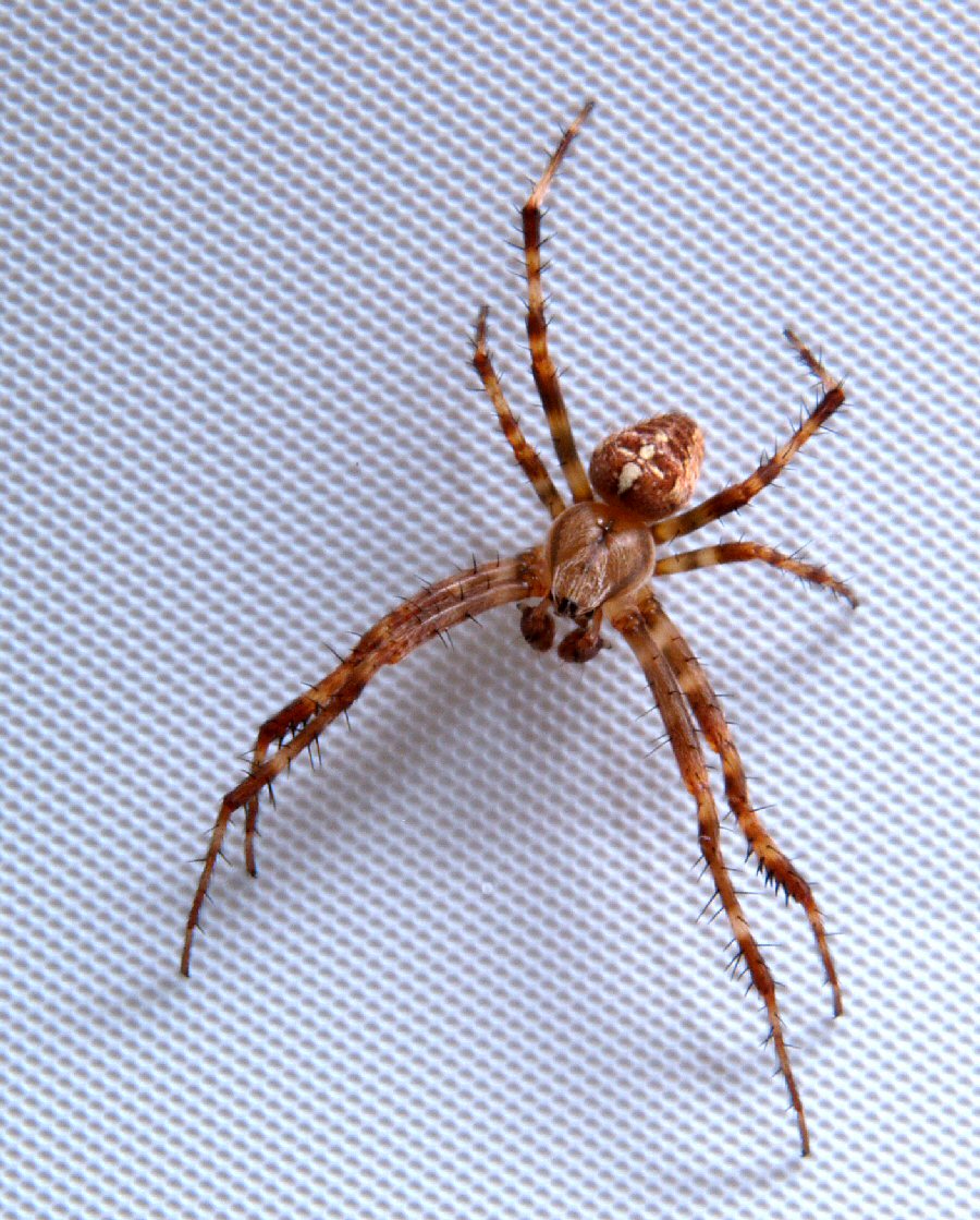 Bathroom spider