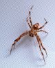 Bathroom spider