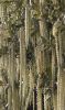 Catkin curtain. by Dave Hall