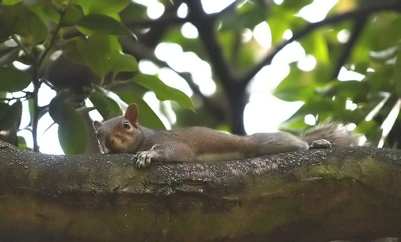 Squirrel watching