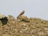 Kestrel by Dave Hall