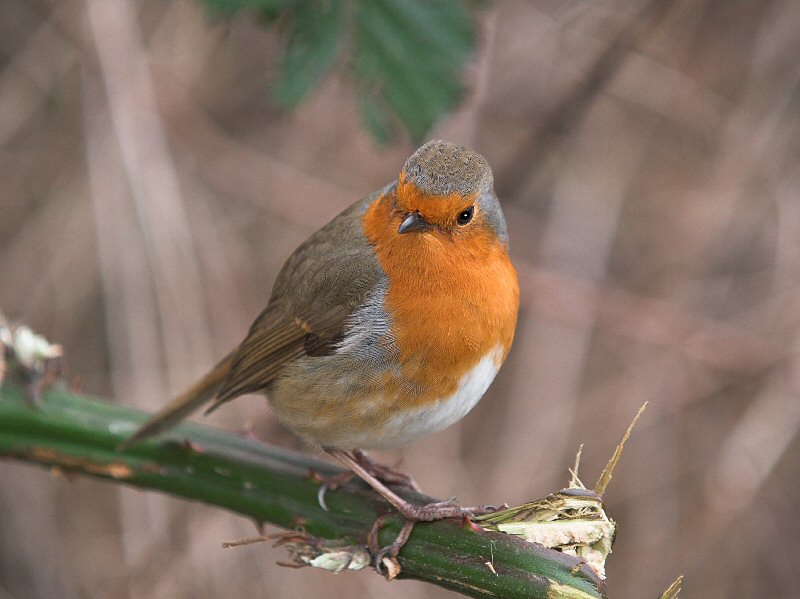 Robin 1