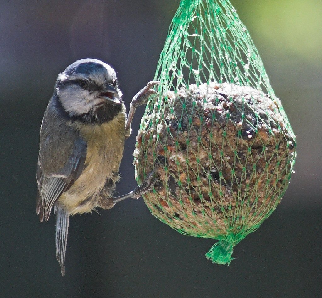 Juvenile Blue Tit