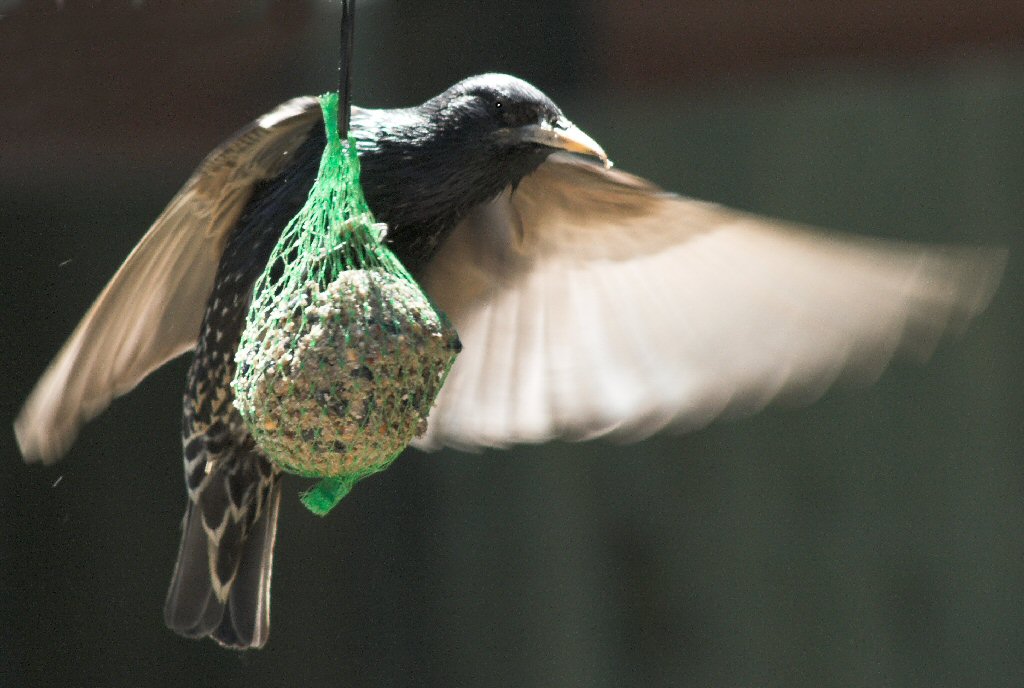 Startled Starling