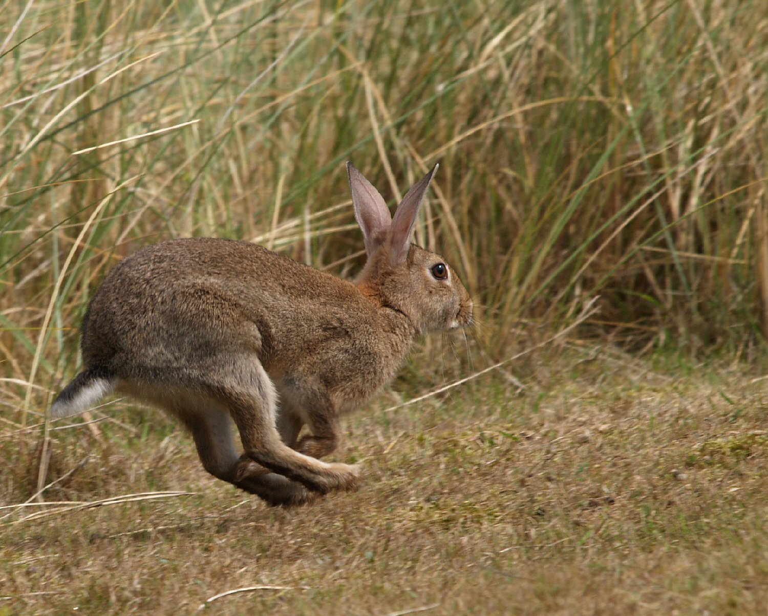 Running Rabbit? Hare?