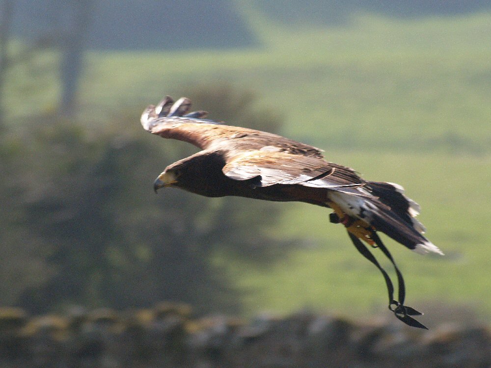 Harries Hawk flying.