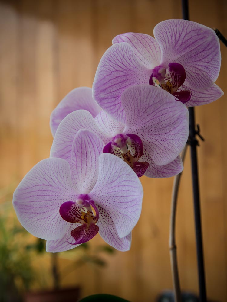 House Orchid