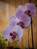 House Orchid by Dave Hall
