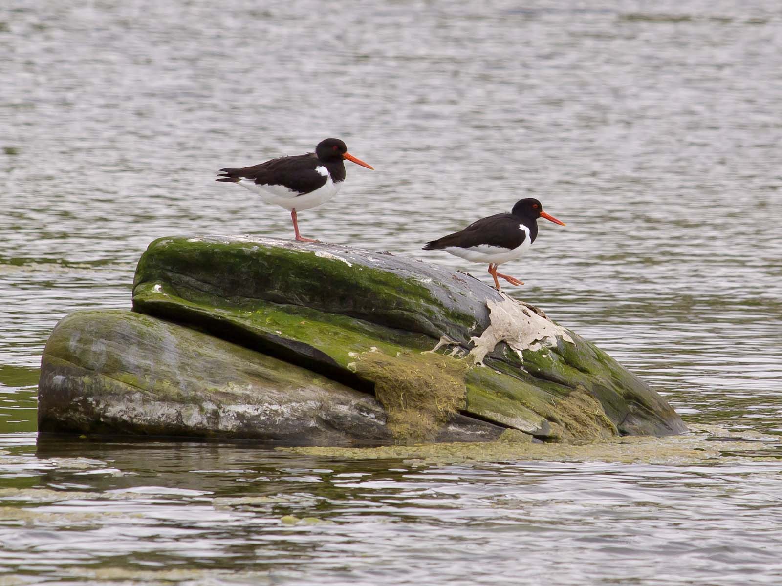 Oystercatchers
