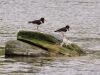 Oystercatchers