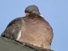 Fat Pigeon
