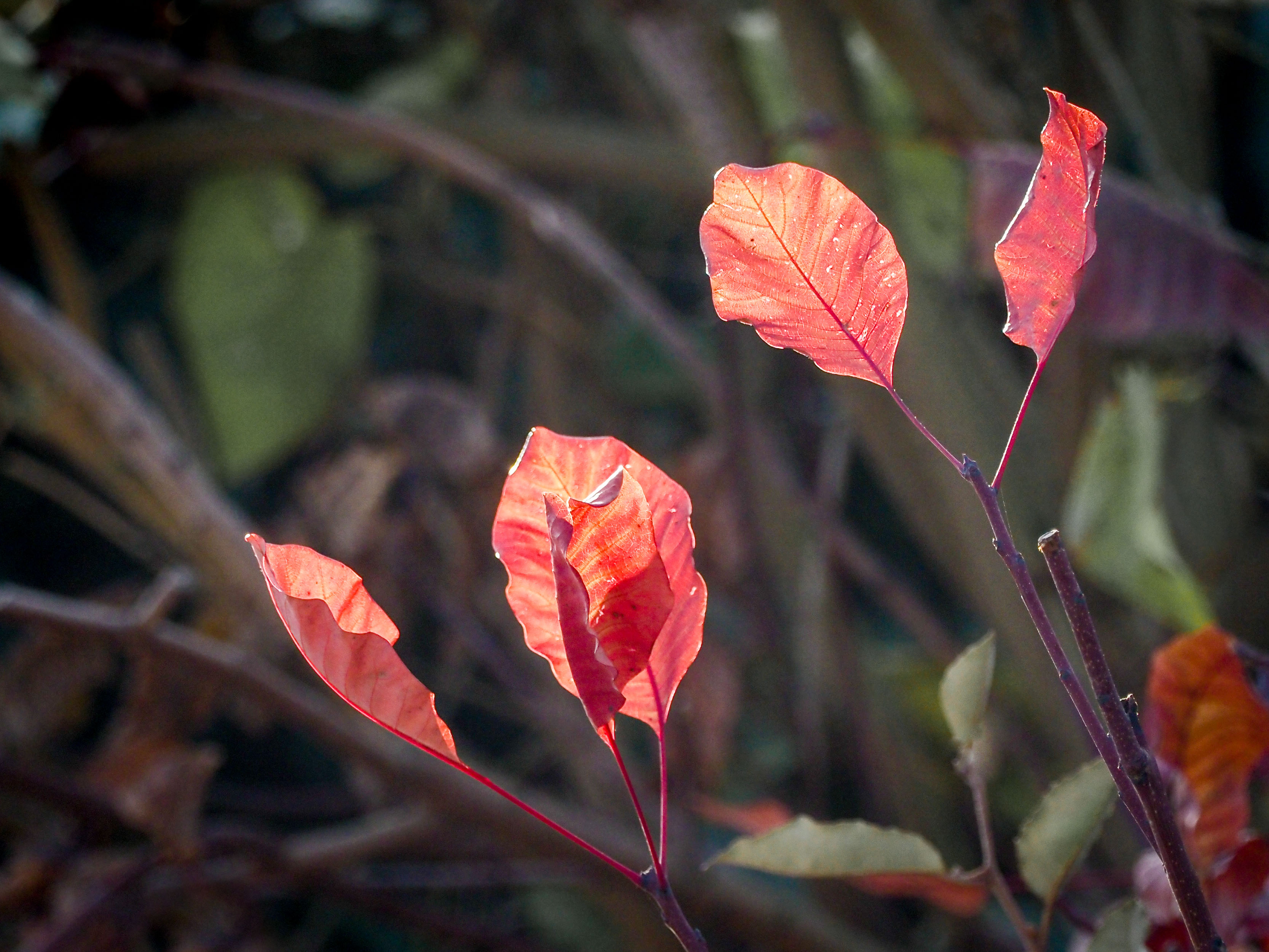 Day 19. Red leaves