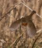 Flying Robin by Dave Hall