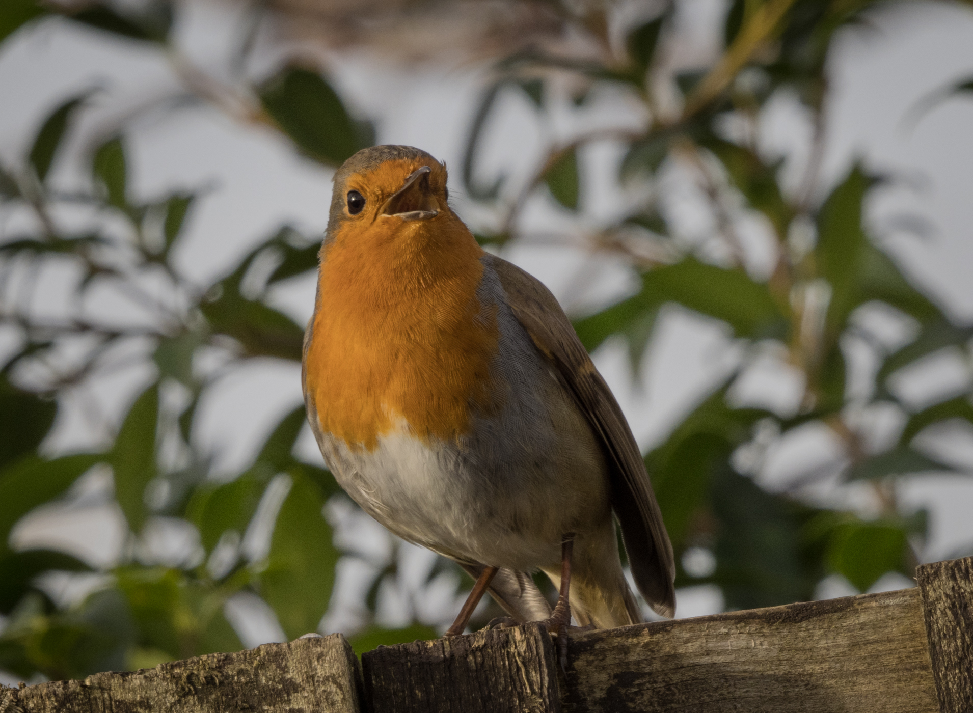 Robin (3)