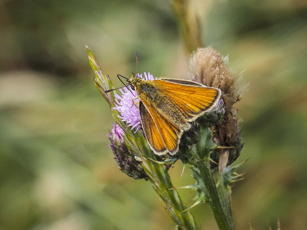 Large Skipper