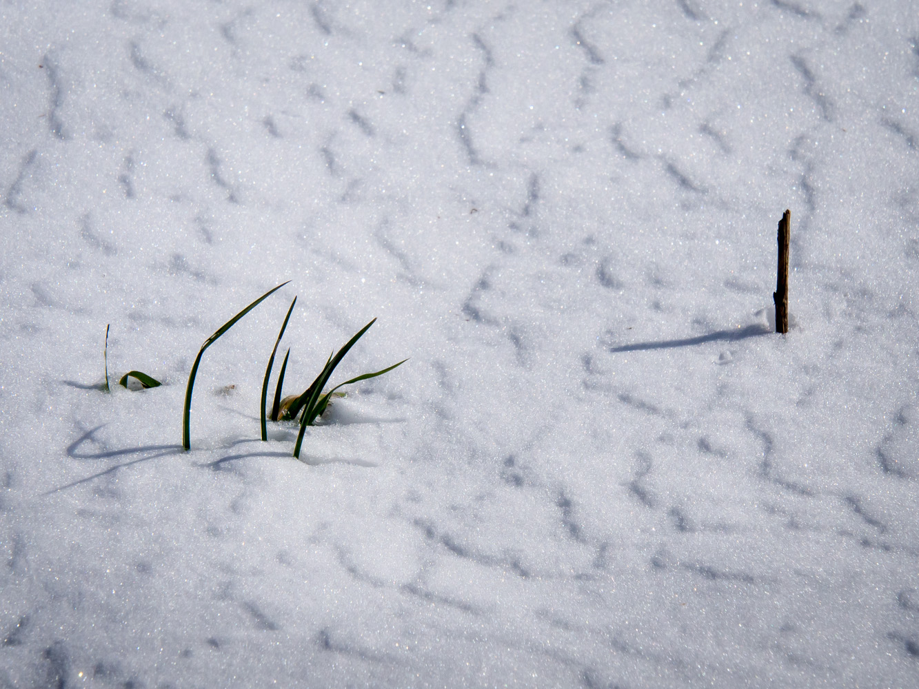 Snow grass.