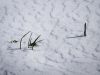 Snow grass. by Dave Hall