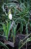 Snowdrop by Dave Hall