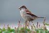 Sparrow