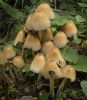 Fungi Family